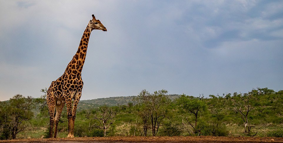 Жираф почти сел на шпагат, чтобы попить воды