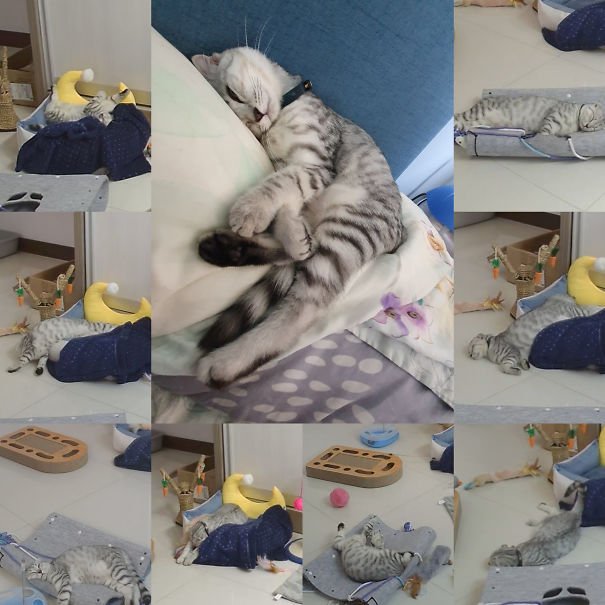 Кошки могут спать где угодно и в любой позе