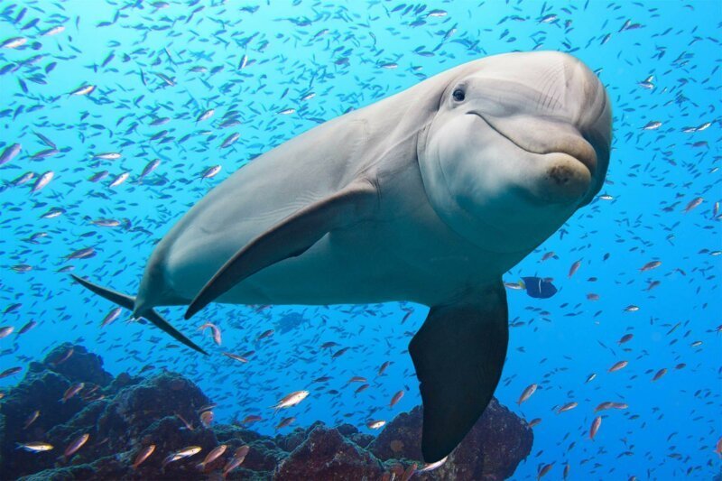 Где дельфины и киты берут пресную воду?