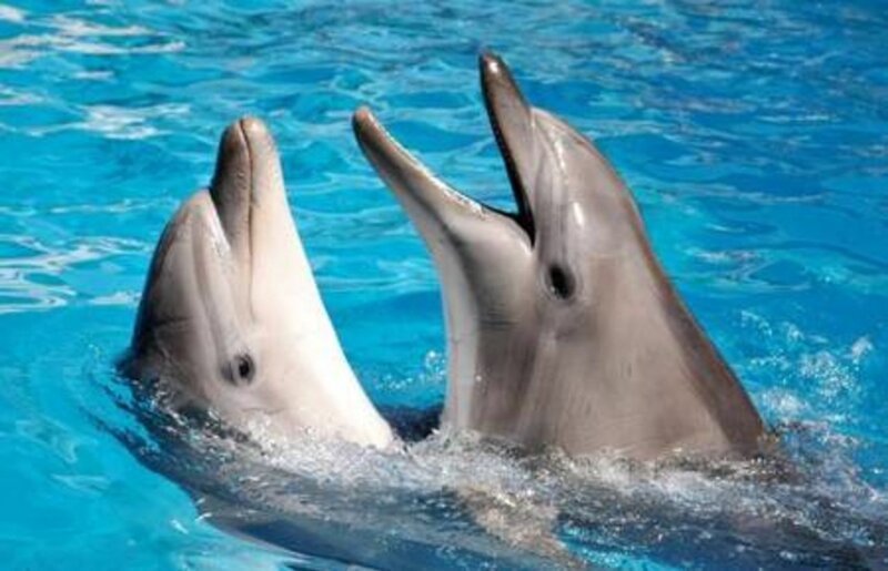 Где дельфины и киты берут пресную воду?