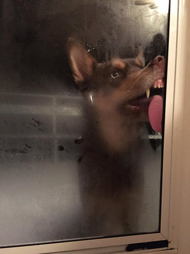 Собаки очень любят лизать стёкла