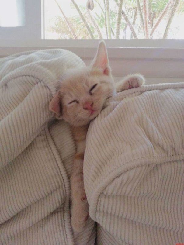 Котики могут спать где угодно и в любой позе