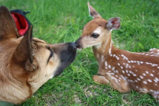 Животные разных видов дружат между собой