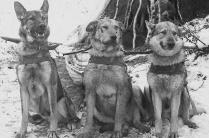 Как собаки помогали во время Великой Отечественной войны