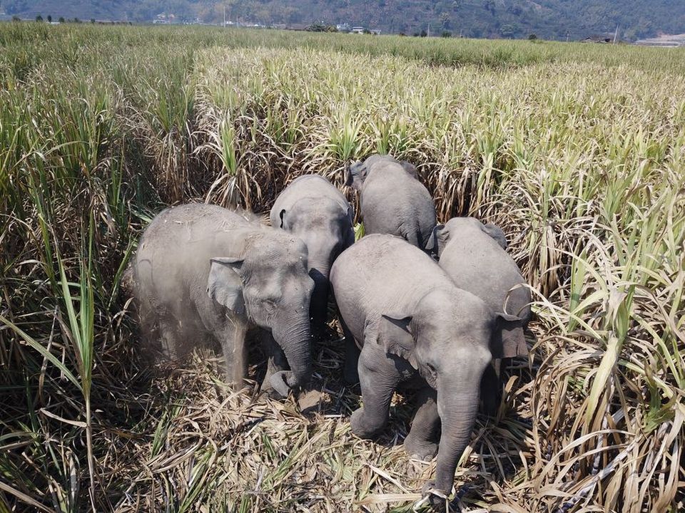 Слоны ворвались в китайскую деревню, напились вина и вырубились