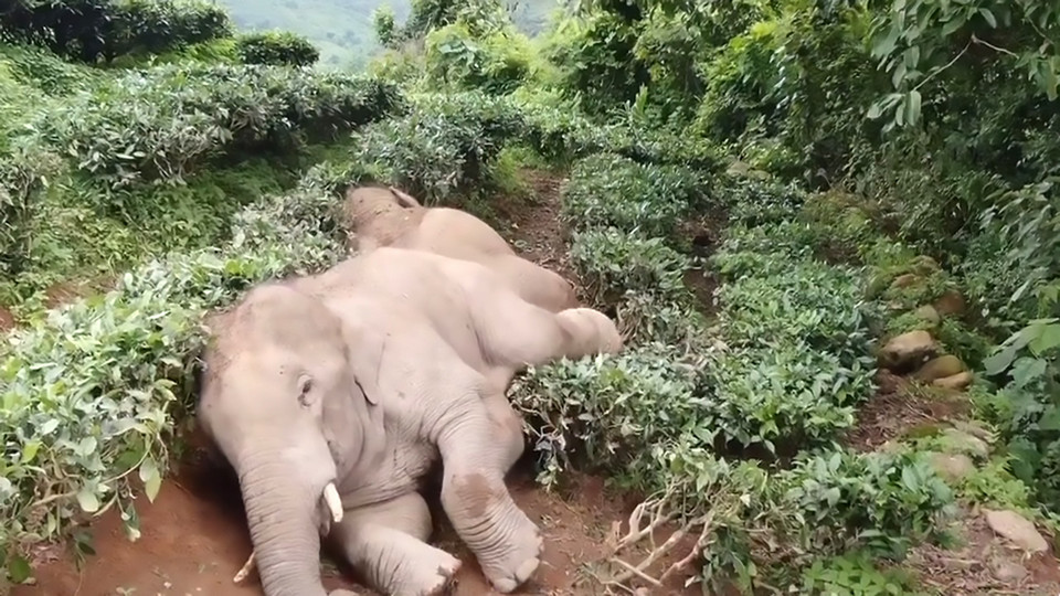 Слоны ворвались в китайскую деревню, напились вина и вырубились