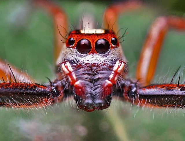 Красочные снимки милых пауков, жуков, змей и прочих тварей