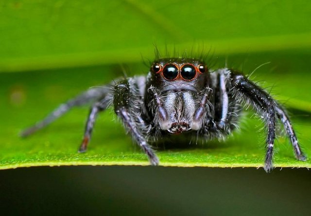 Красочные снимки милых пауков, жуков, змей и прочих тварей
