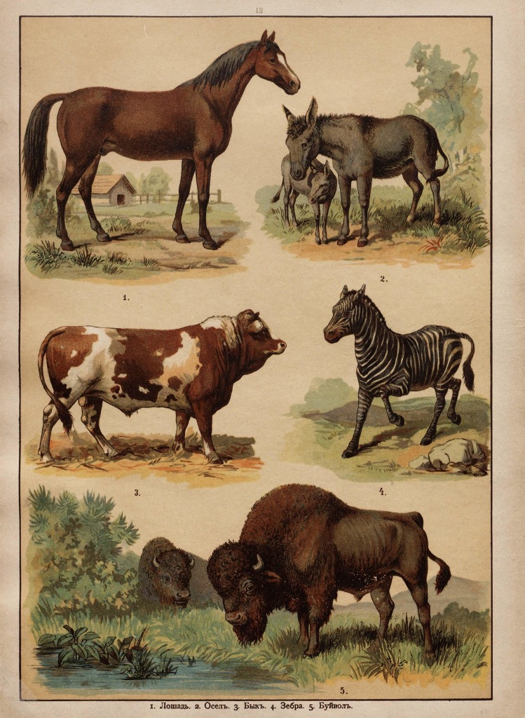 Царство животных в картинах, 1903 год