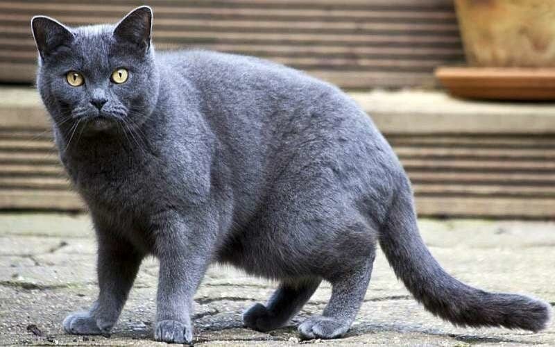 Самые большие среди домашних кошек в мире