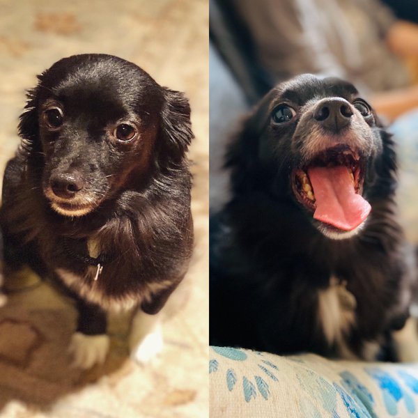 Животные на снимках до и после того, как нашли новый дом