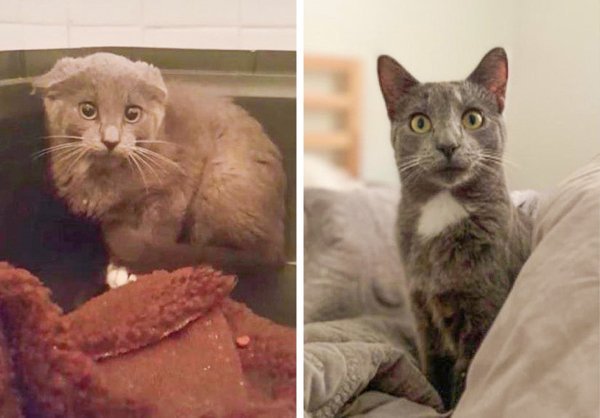 Животные на снимках до и после того, как нашли новый дом