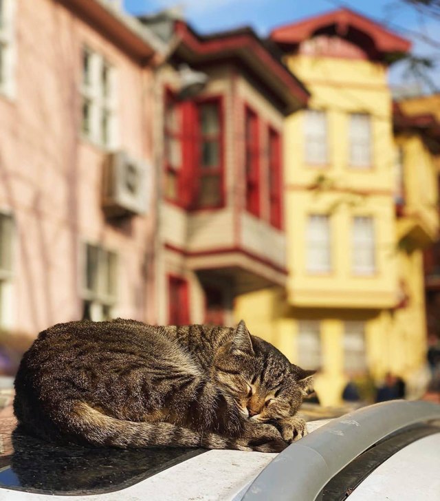 Коты на пустых улицах Стамбула