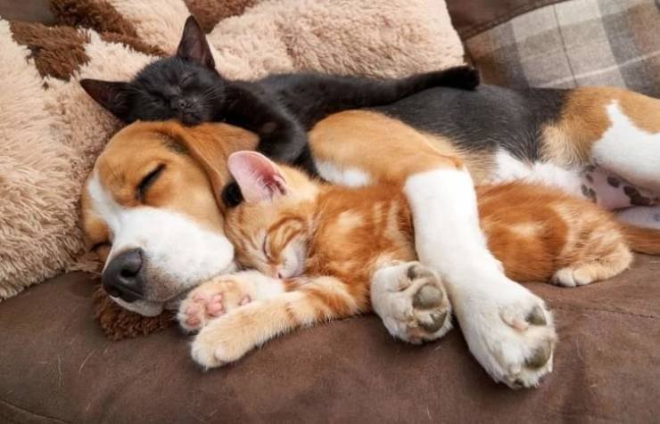 О тёплой любви между котиками и собаками Животные