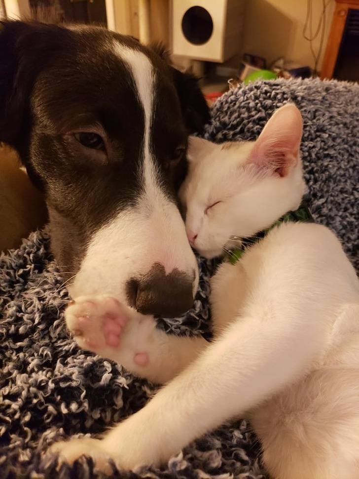 О тёплой любви между котиками и собаками 