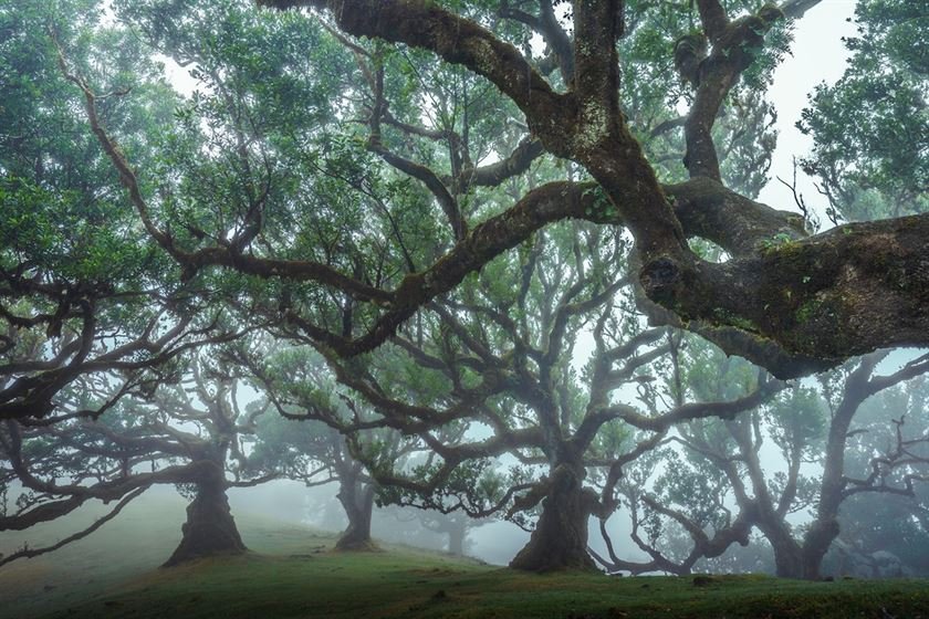 Живописные деревья древнего леса на острове Мадейра