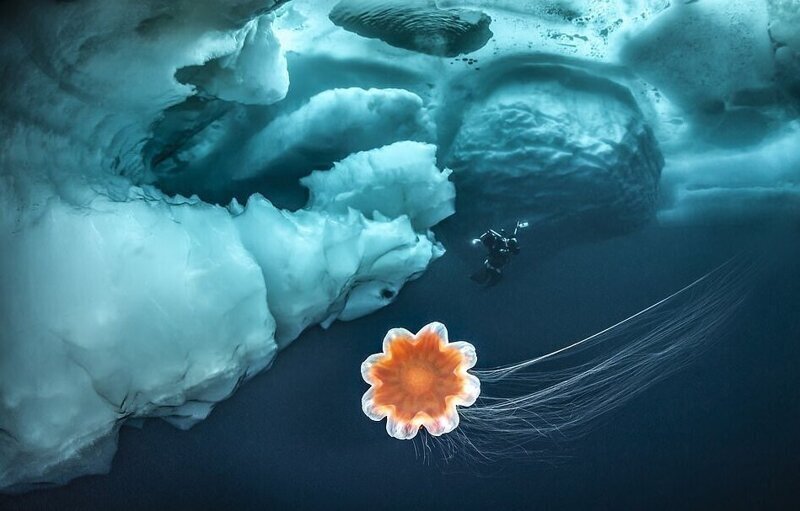 Дайверы сделали захватывающие снимки под айсбергами