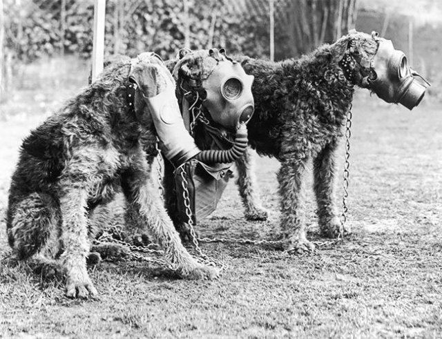 Собаки в противогазах на снимках времен Первой Мировой войны