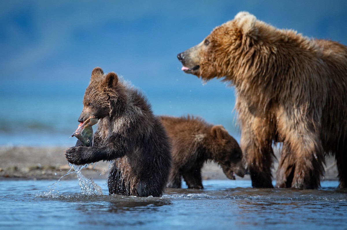 Мать-медведица учит медвежат ловить рыбу на Камчатке
