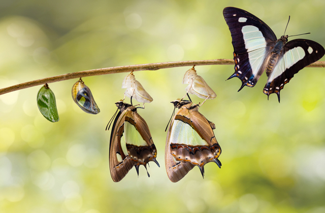 Помнят ли бабочки себя, когда были гусеницами?
