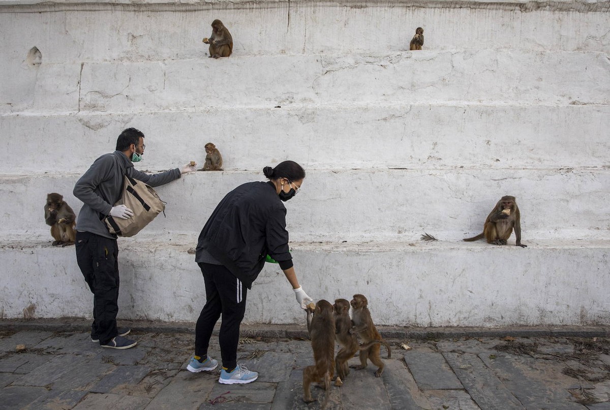 Голодные обезьяны без туристов в Катманду