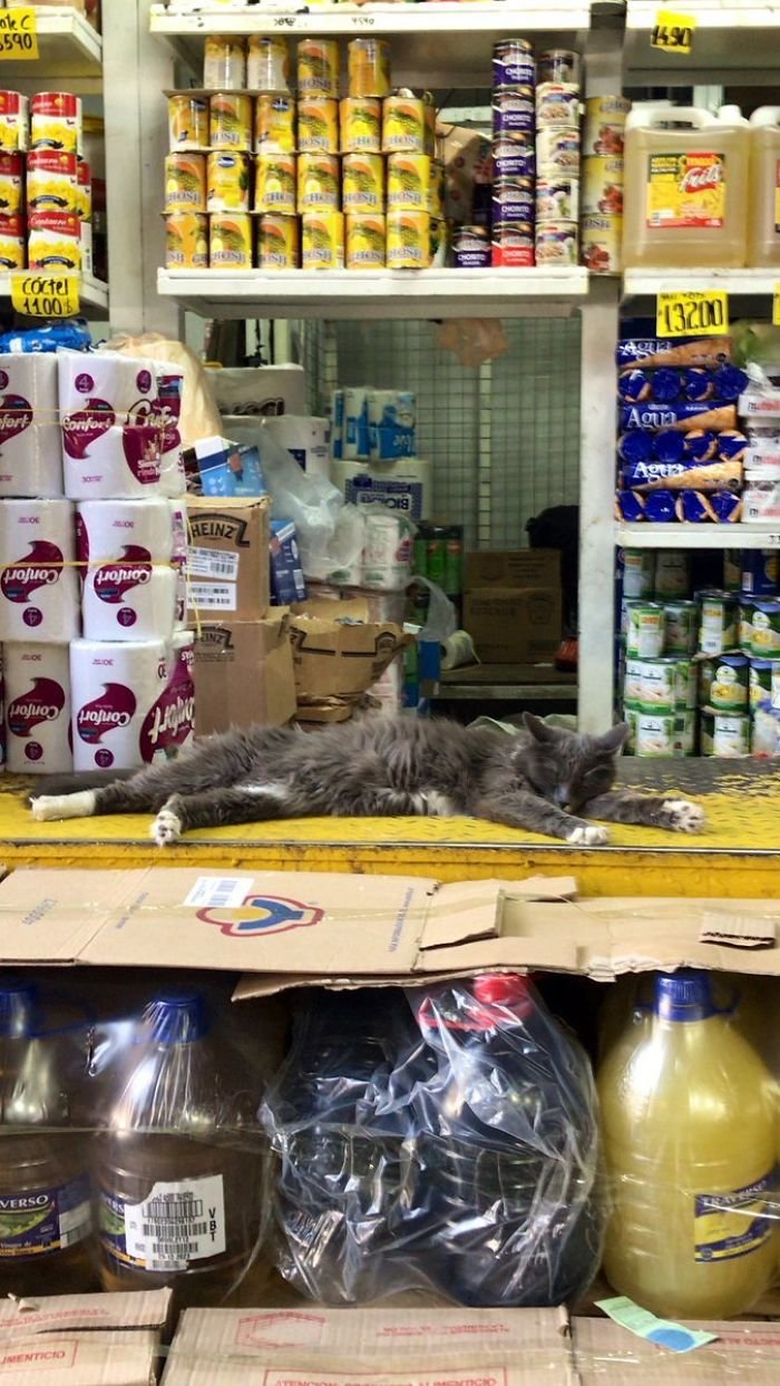 Магазинные коты, которые лежат на полках и витринах