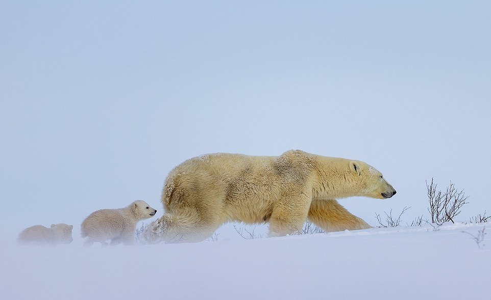 Самка белого медведя с медвежатами на прогулке
