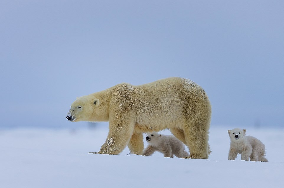 Самка белого медведя с медвежатами на прогулке