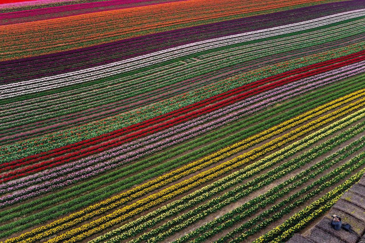 Цветущие поля тюльпанов в Германии