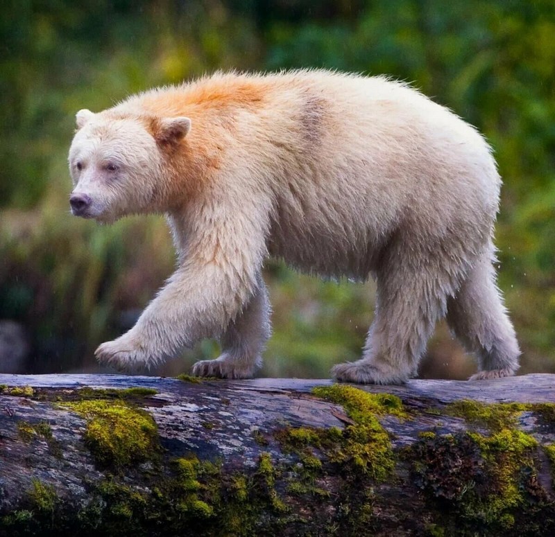 Виды самых больших медведей в мире