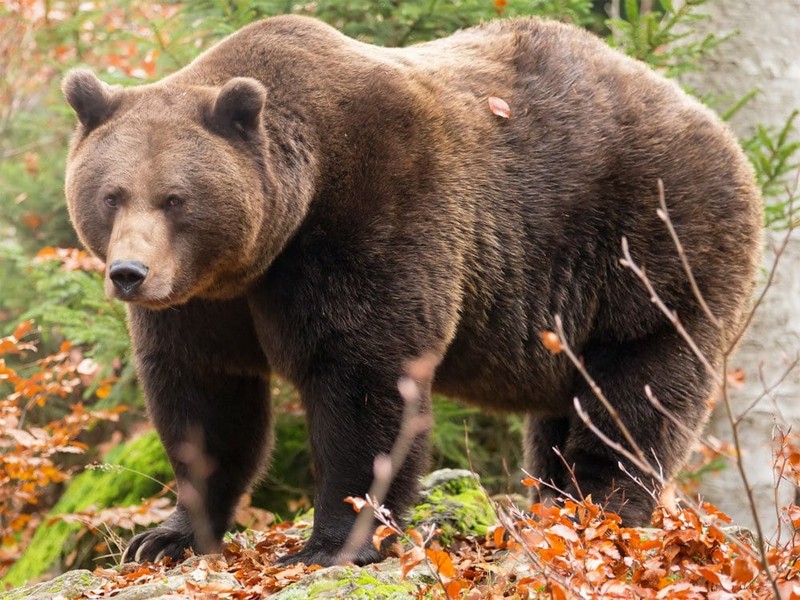 Виды самых больших медведей в мире
