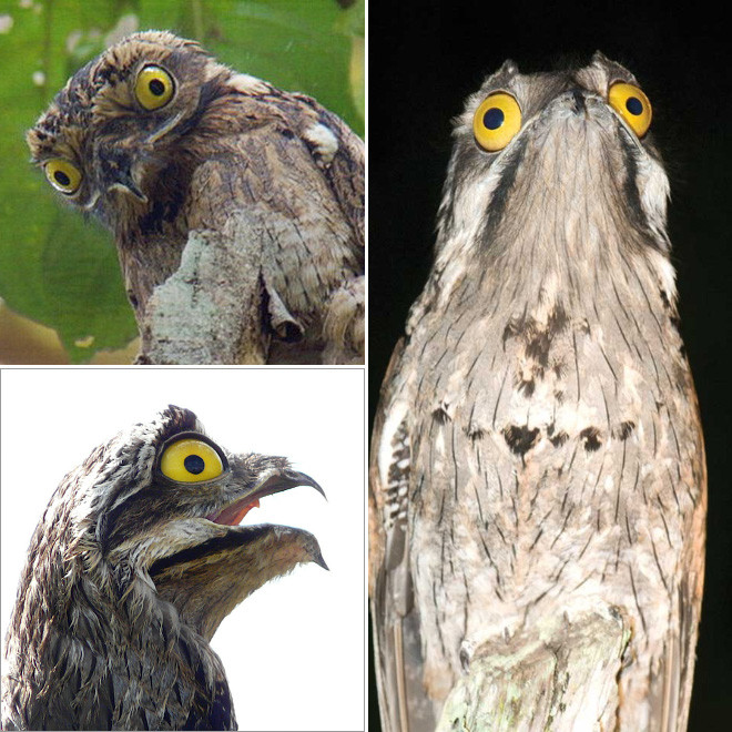 Исполинские козодои - птицы, которые очень забавно выглядят