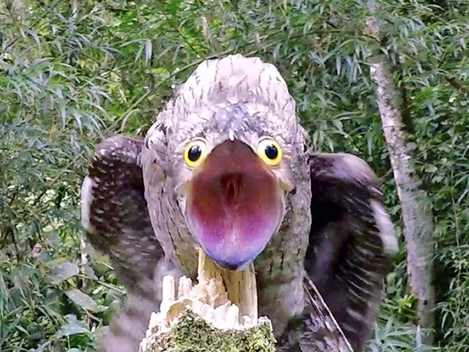 Исполинские козодои - птицы, которые очень забавно выглядят