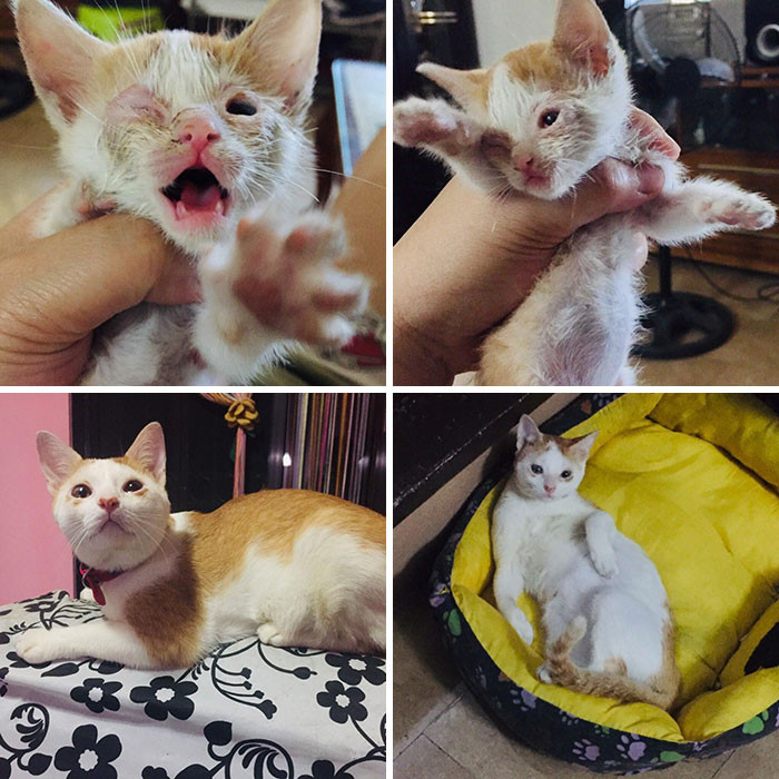 Милые котики до и после того, как они нашли любящий дом