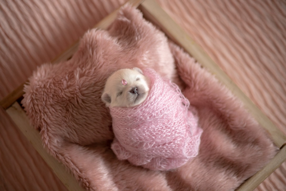 Новорожденные щенята померанского шпица в одеялках