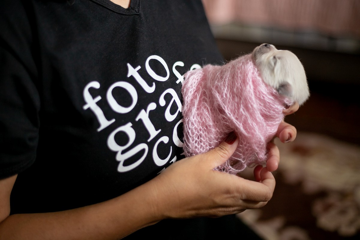 Новорожденные щенята померанского шпица в одеялках