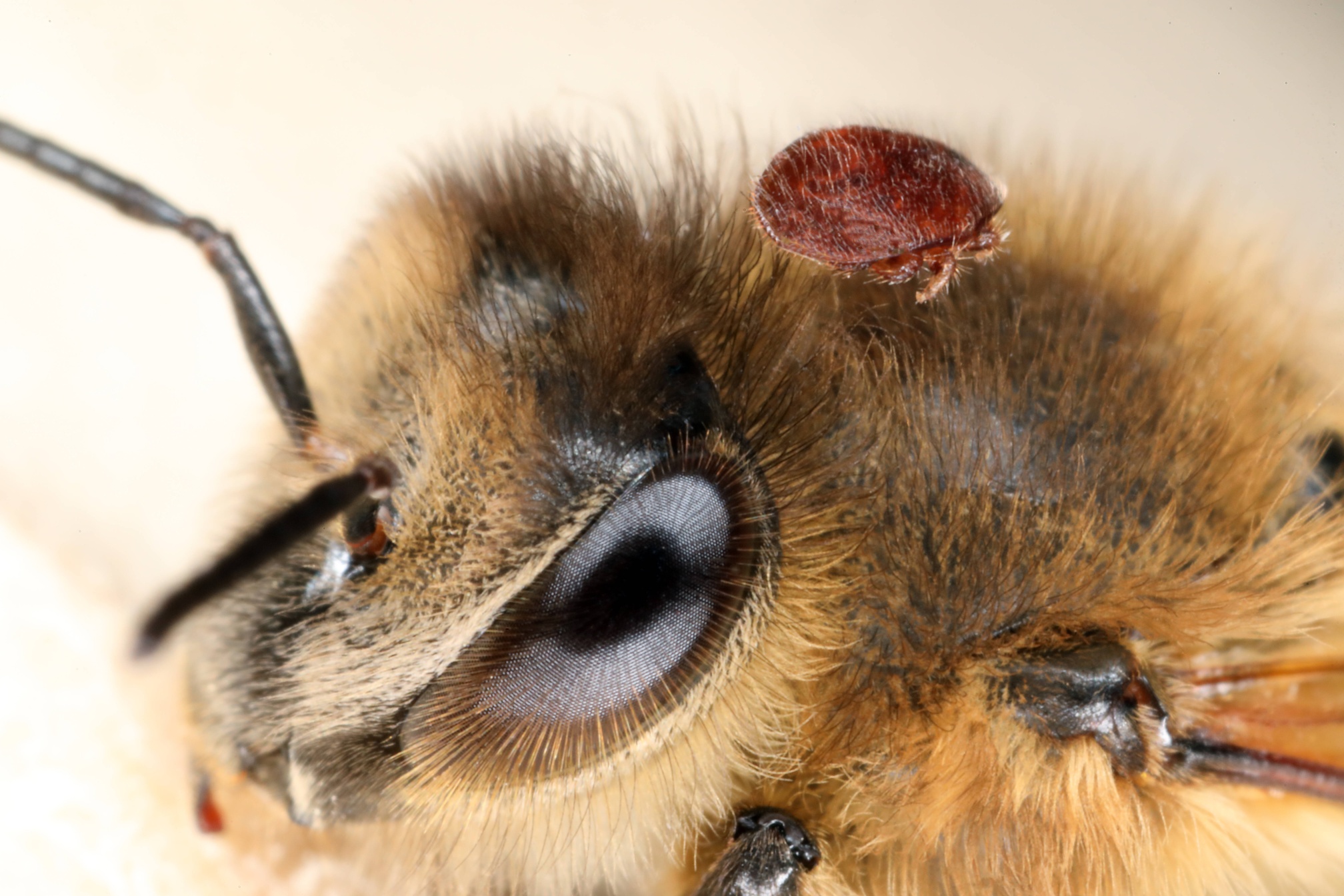 10 фактов о пчелах и их роли в мире