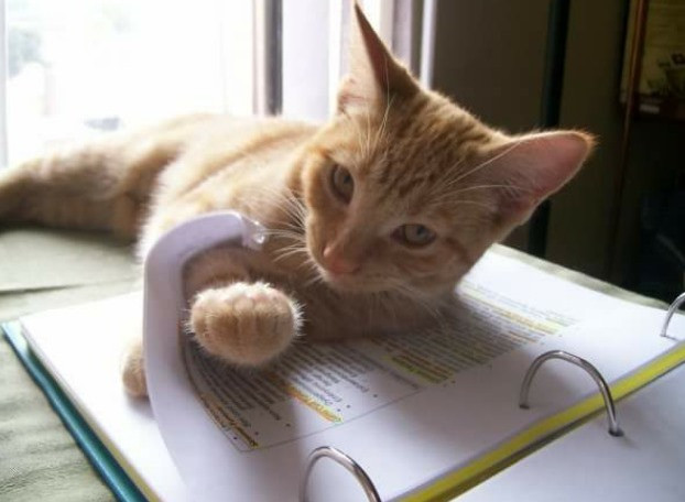 Животные помогают учиться, читать и работать дома