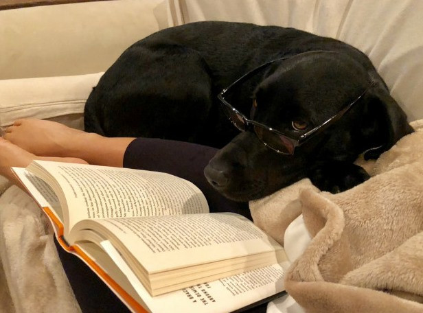 Животные помогают учиться, читать и работать дома