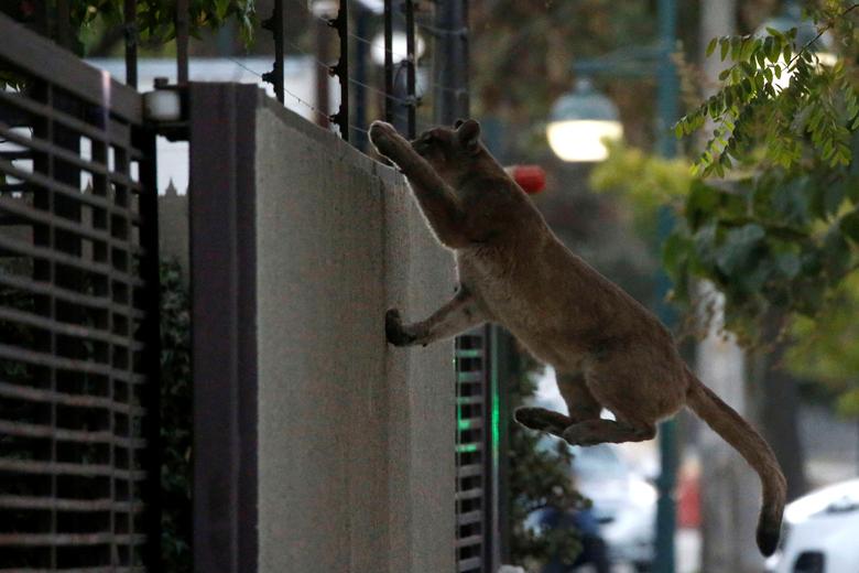 Животные вторгаются в города во время карантина