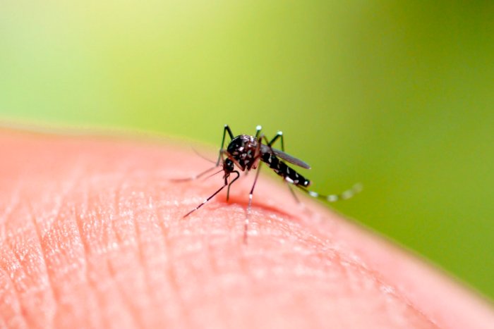 Как комары выбирают своих жертв