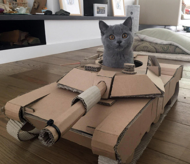 Котики в картонных танках Животные