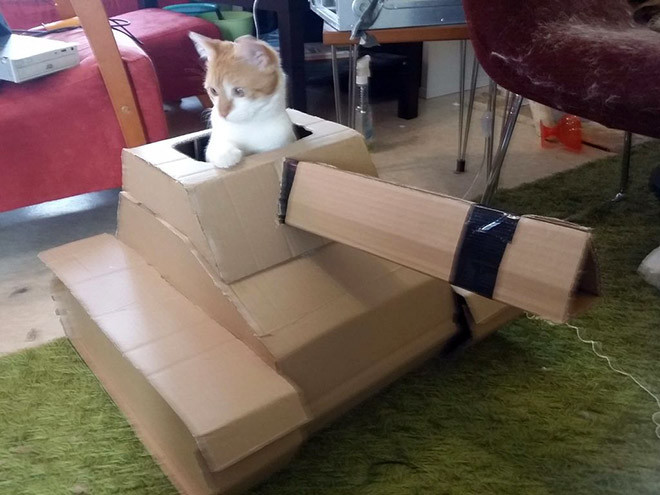 Котики в картонных танках Животные