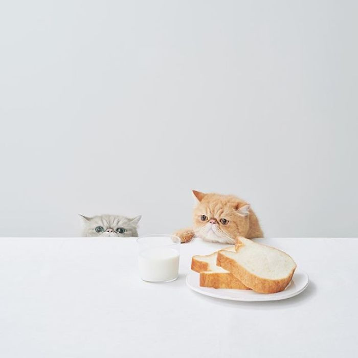 В японской булочной готовят хлеб в форме кошек
