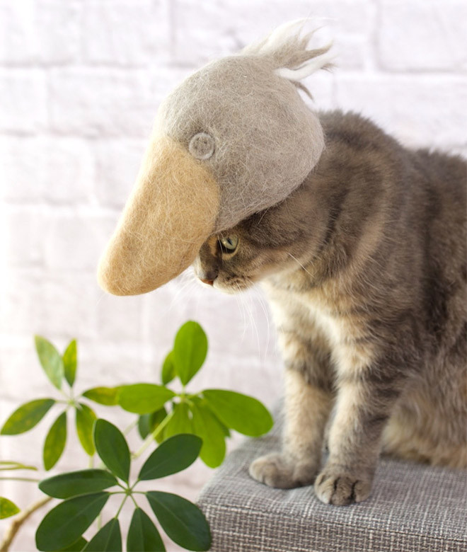 Милые котики в шапках из собственной шерсти