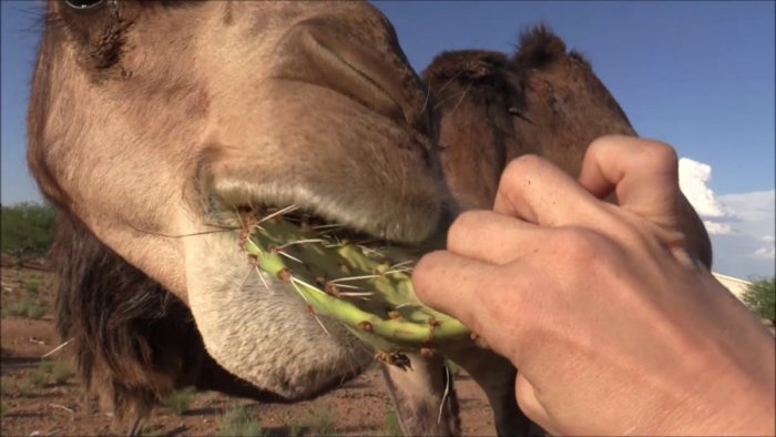 Почему верблюд может есть кактусы с огромными колючками?