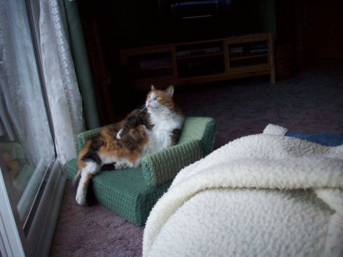 Хозяева вяжут для своих котеек маленькие диванчики
