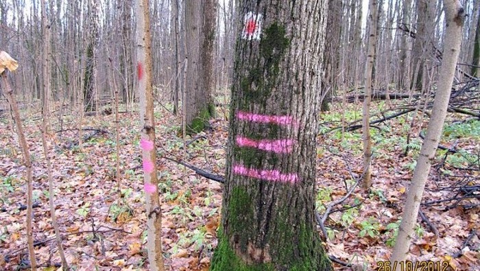 Зачем делаются отметки на деревьях в лесу