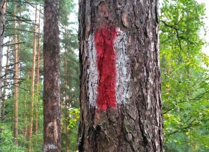 Зачем делаются отметки на деревьях в лесу