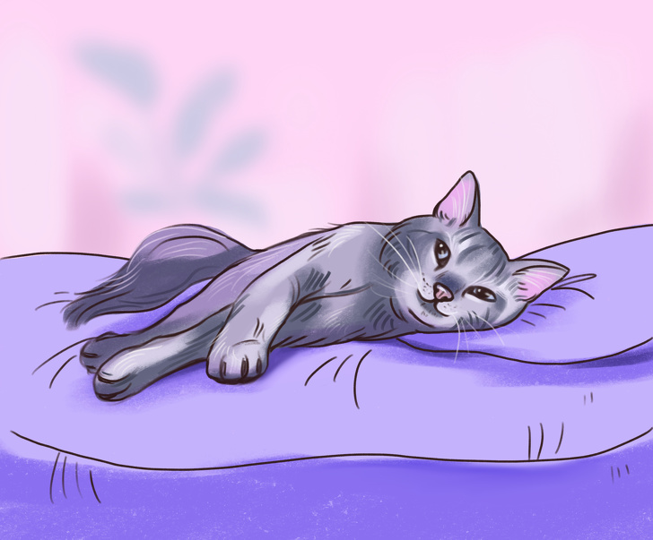 Что поза сна может рассказать о вашей кошке?